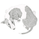 Illustration for article titled The Dogs That Have Obsessive-Compulsive Disorders